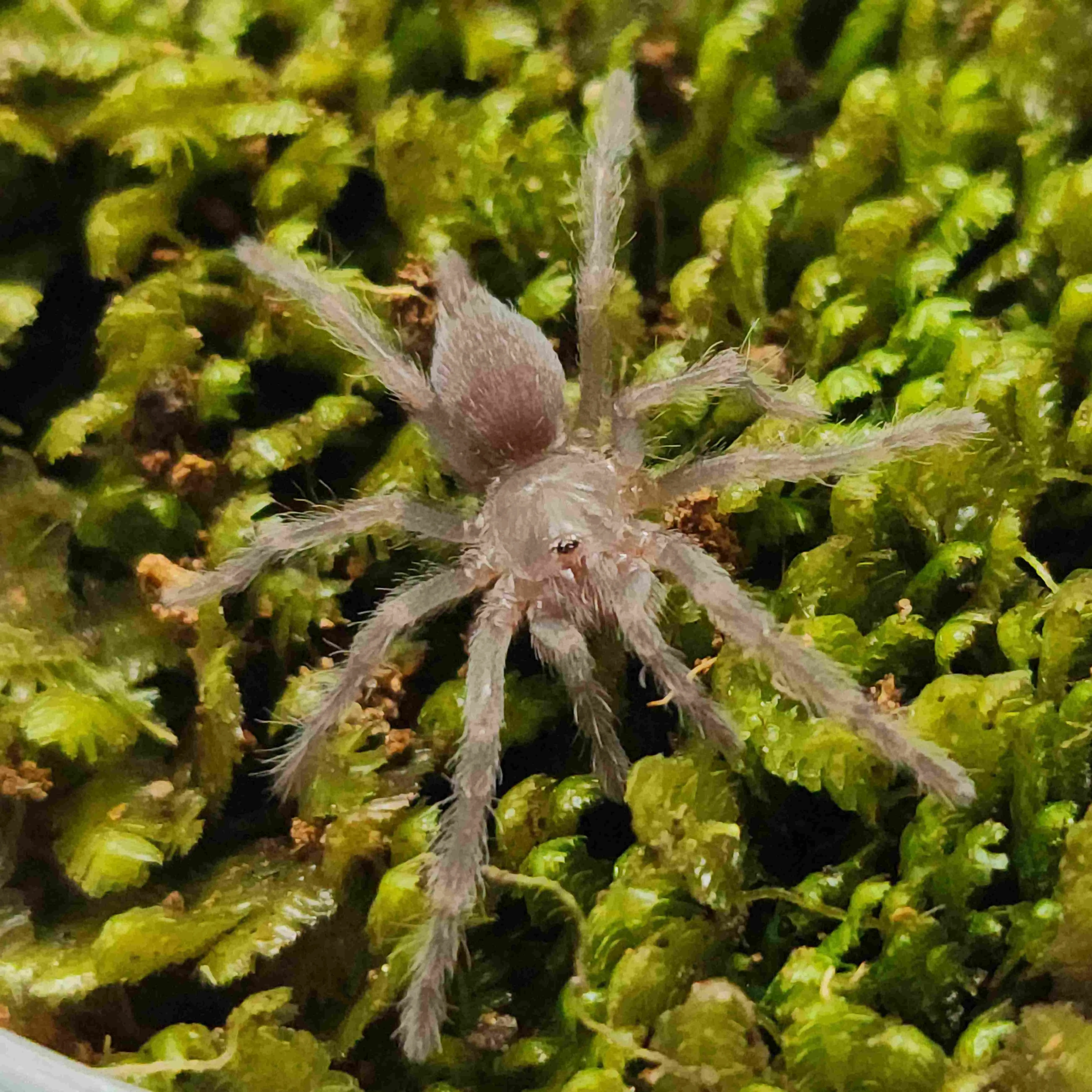 24192 australian tarantula nsw size