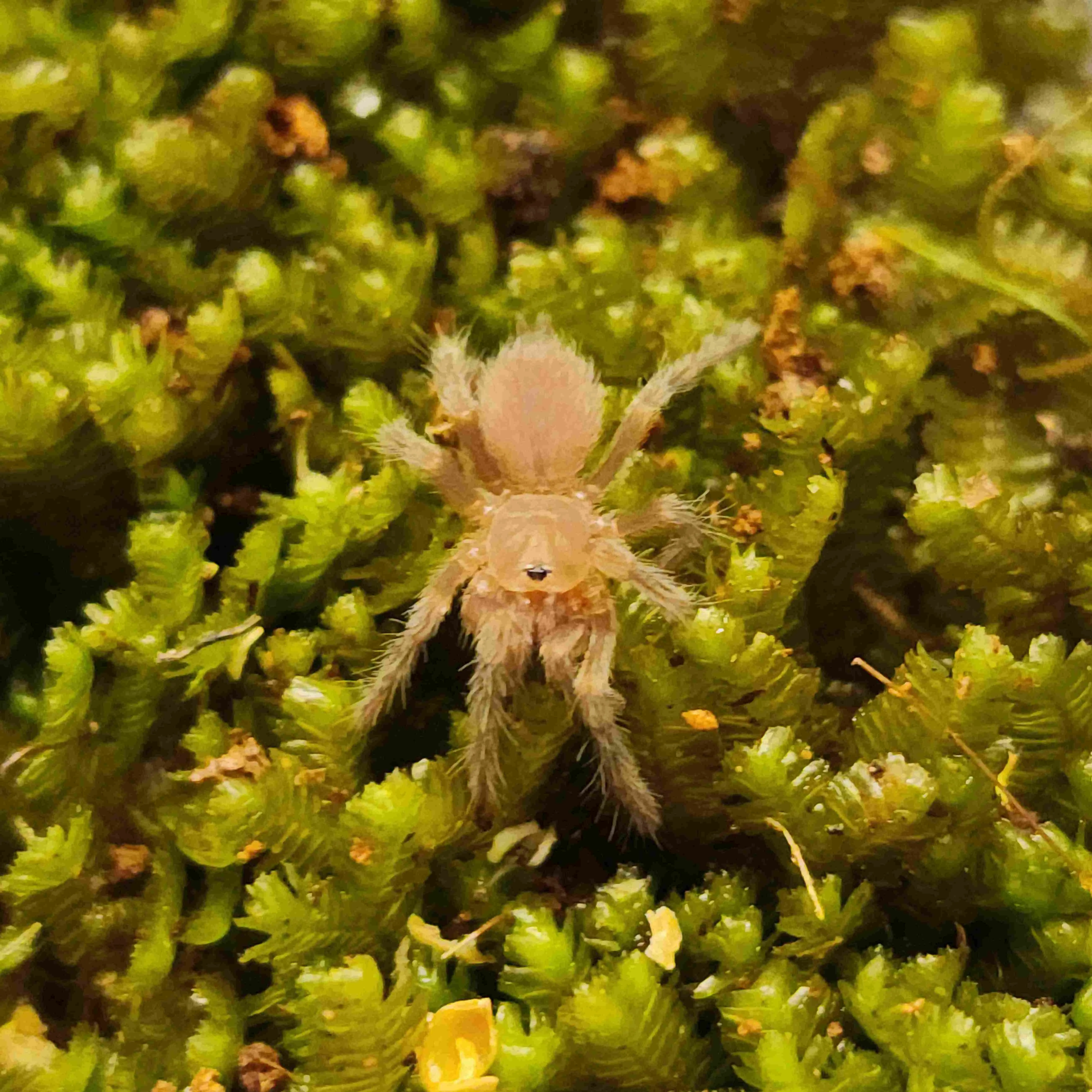 24192 australian tarantula nsw venom