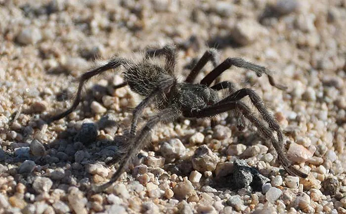 24193 cold compress tarantula