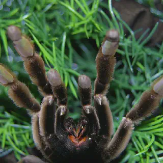 /img/24193-handling-tarantula-safely.webp