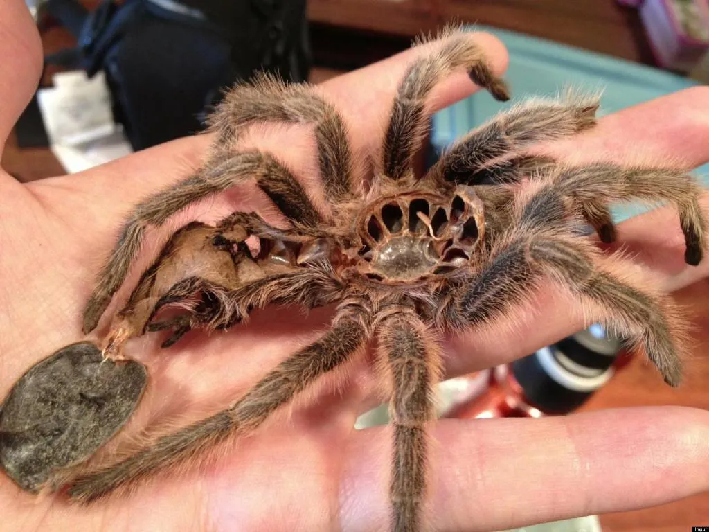 24193 preventing tarantula bite