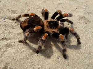 24193 tarantula bite symptoms