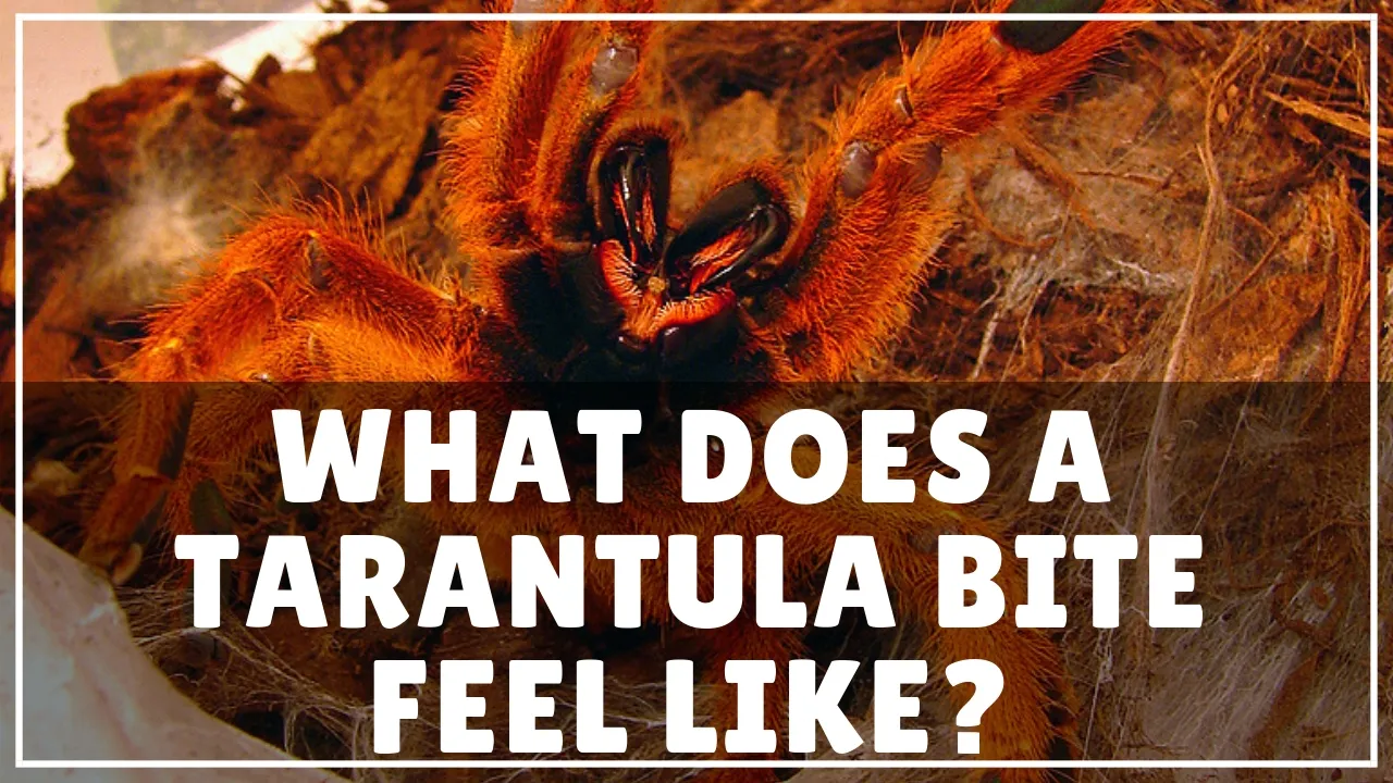 24193 tarantula bite wound care