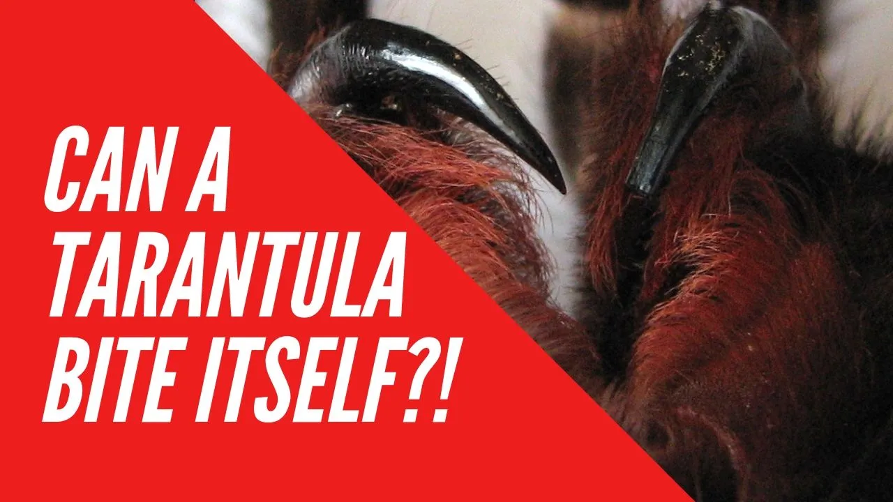 24193 washing tarantula bite