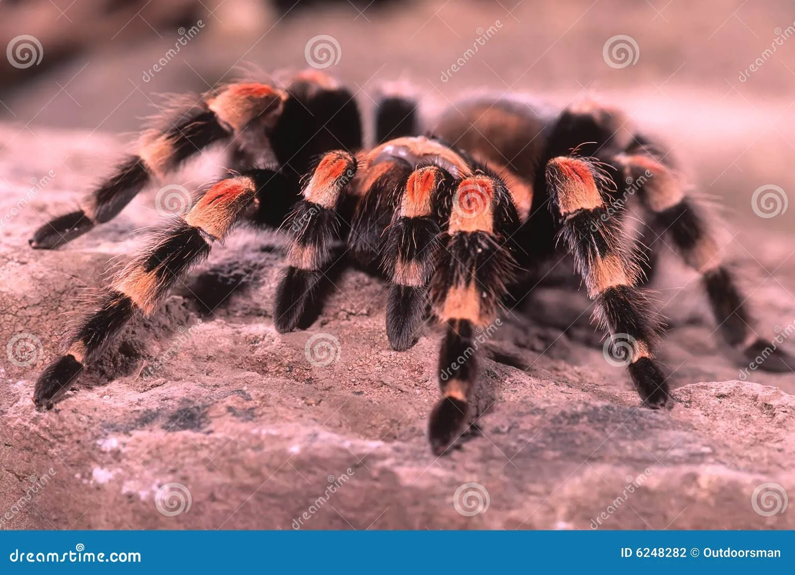 /img/24194-harmless-tarantula-care.webp