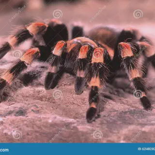 /img/24194-harmless-tarantula-care.webp