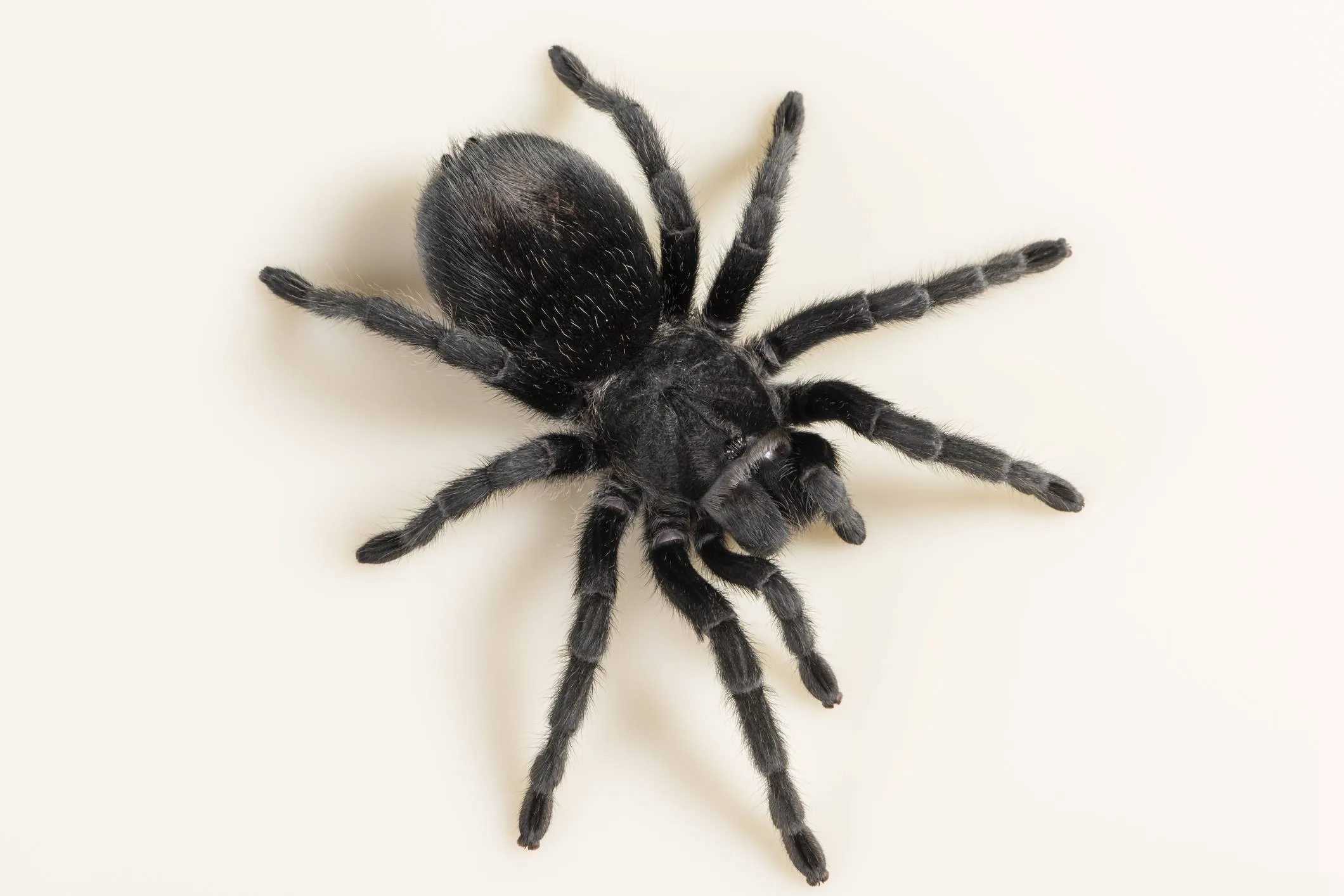 24194 tarantula colors