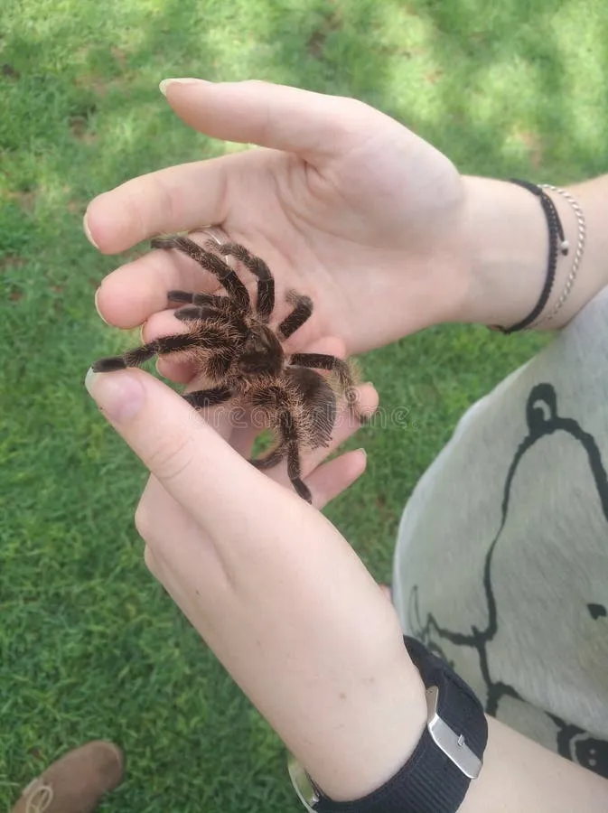 24194 tarantula venom