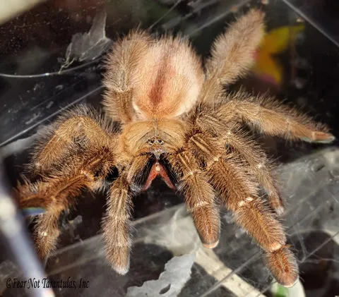 24195 amazon ribbed tarantula appearance