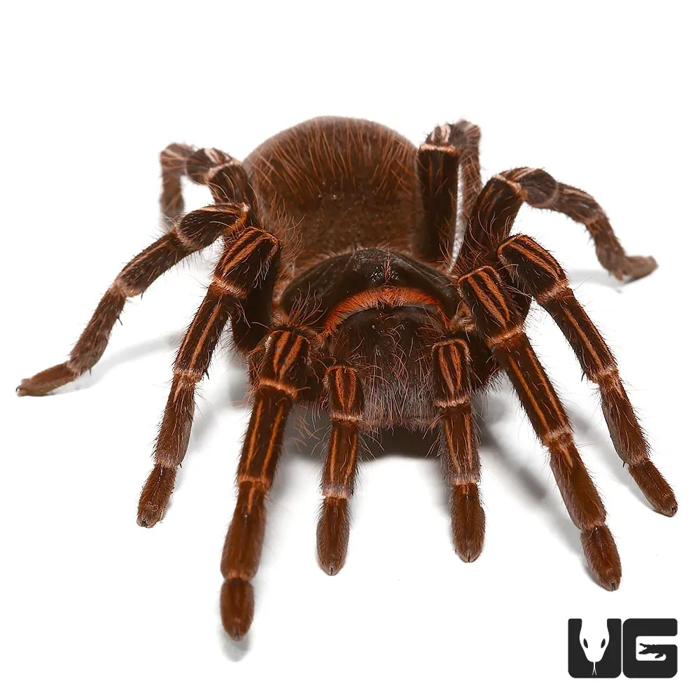 /img/24195-amazon-ribbed-tarantula-behavior.webp