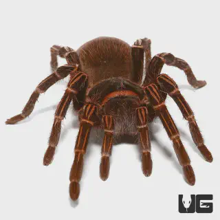 /img/24195-amazon-ribbed-tarantula-behavior.webp