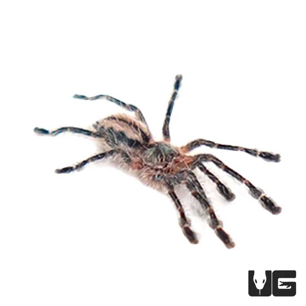 24195 amazon ribbed tarantula defensive mechanism