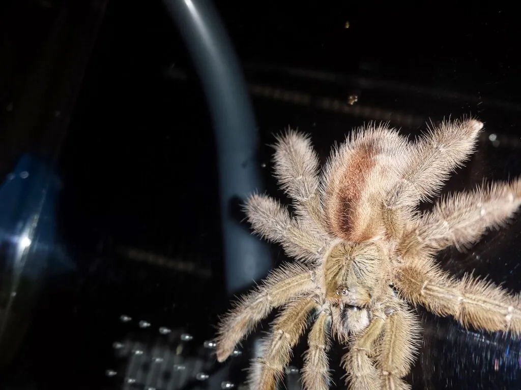 24195 amazon ribbed tarantula feeding