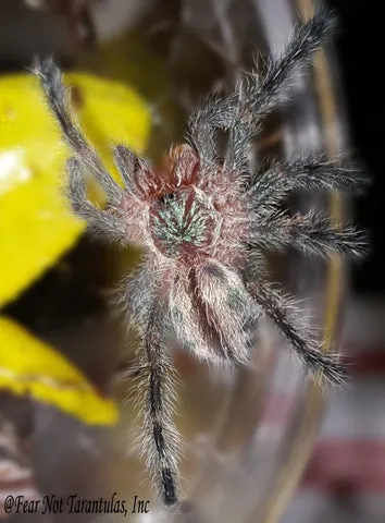 24195 amazon ribbed tarantula habitat