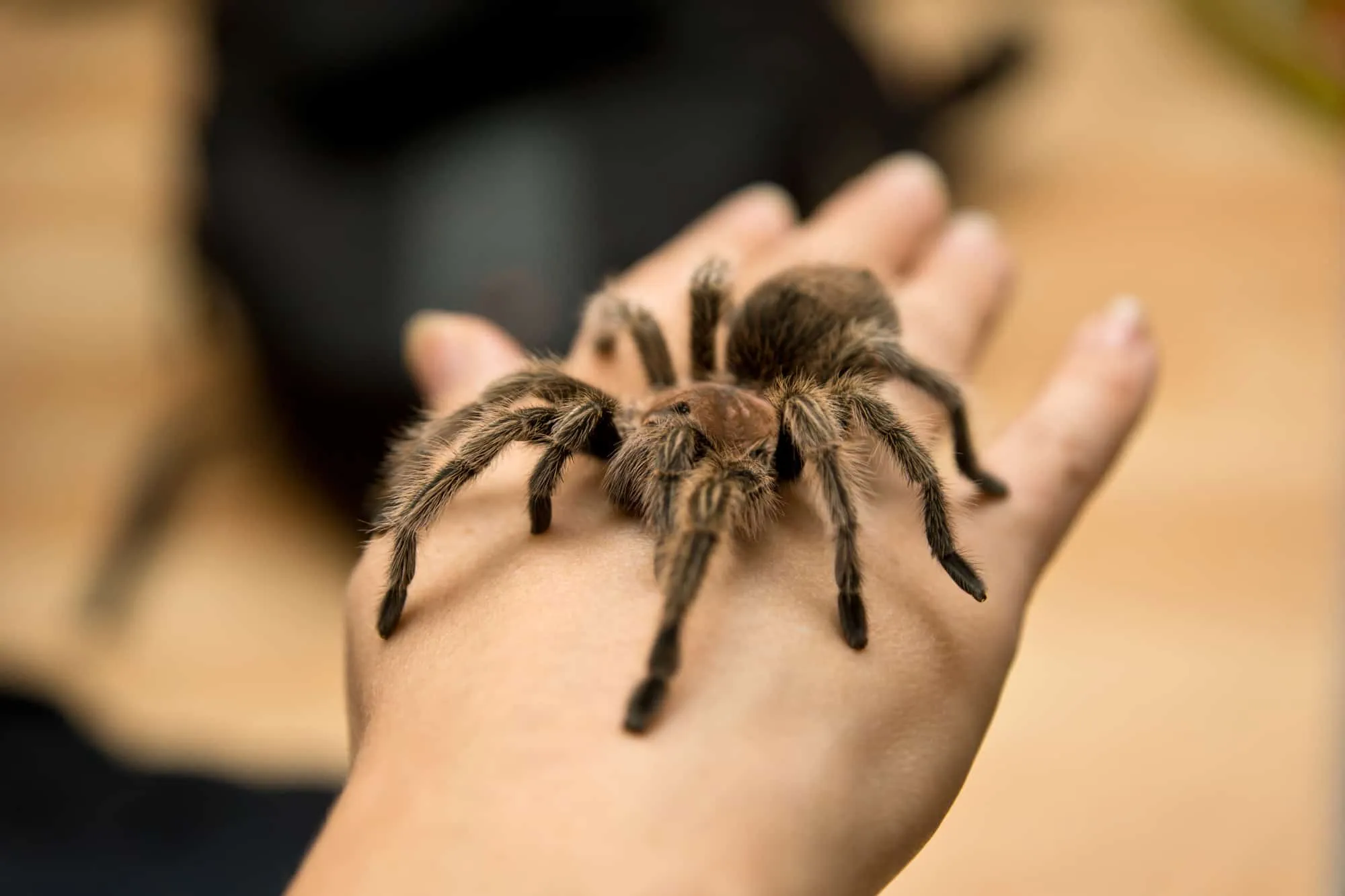 24196 tarantula bite treatment