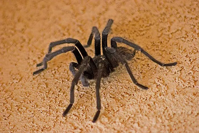 24196 tarantula handling tips