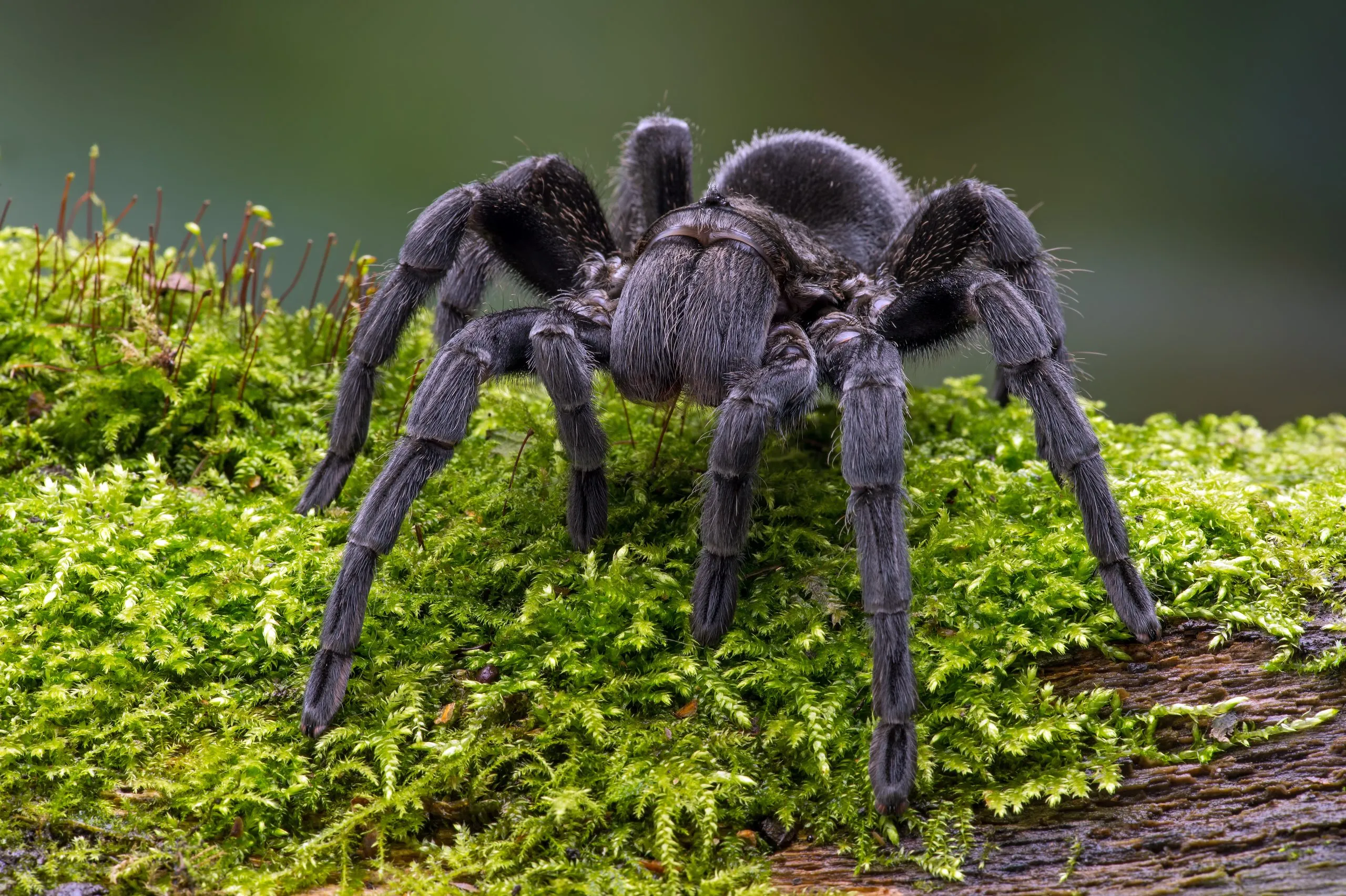 /img/24196-tarantula-species.webp