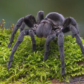 /img/24196-tarantula-species.webp