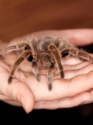 24197 rose hair tarantula enclosure