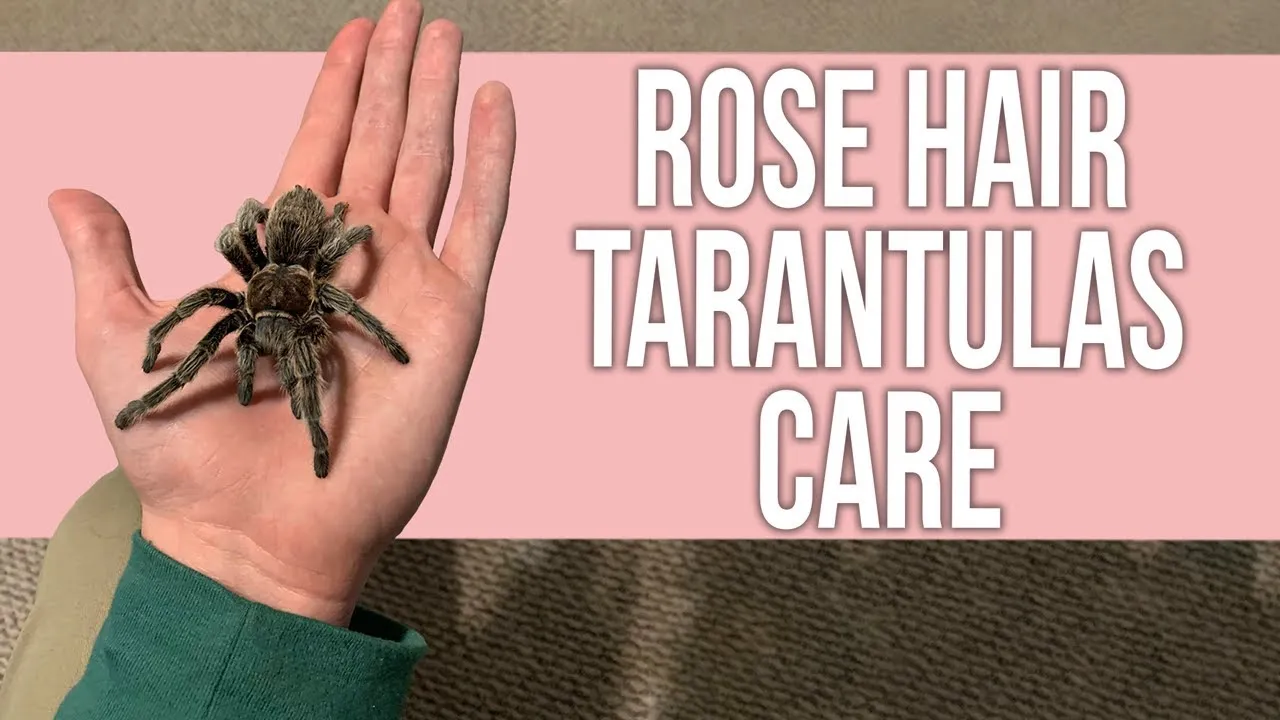 24197 rose hair tarantula feeding