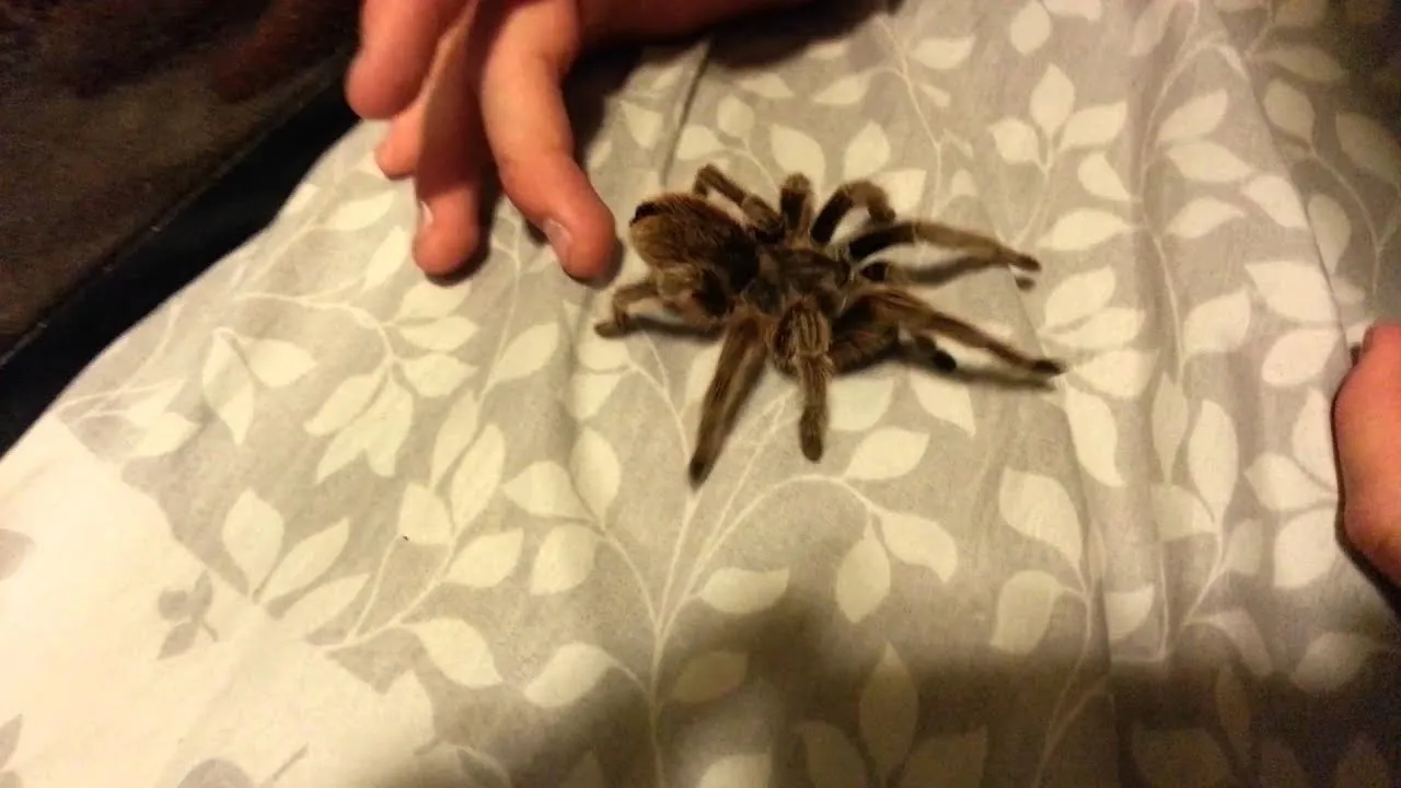24197 rose hair tarantula habitat
