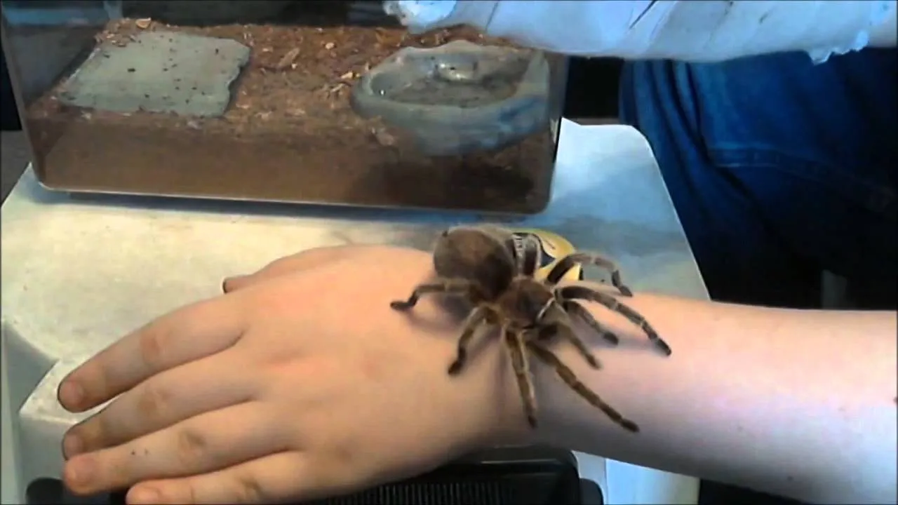 24197 rose hair tarantula handling