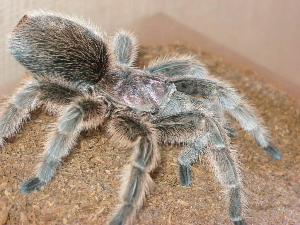 24197 rose hair tarantula molting