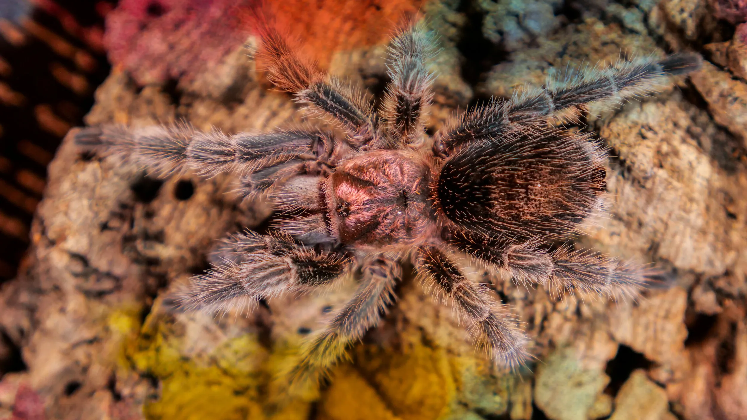 24197 rose hair tarantula substrate