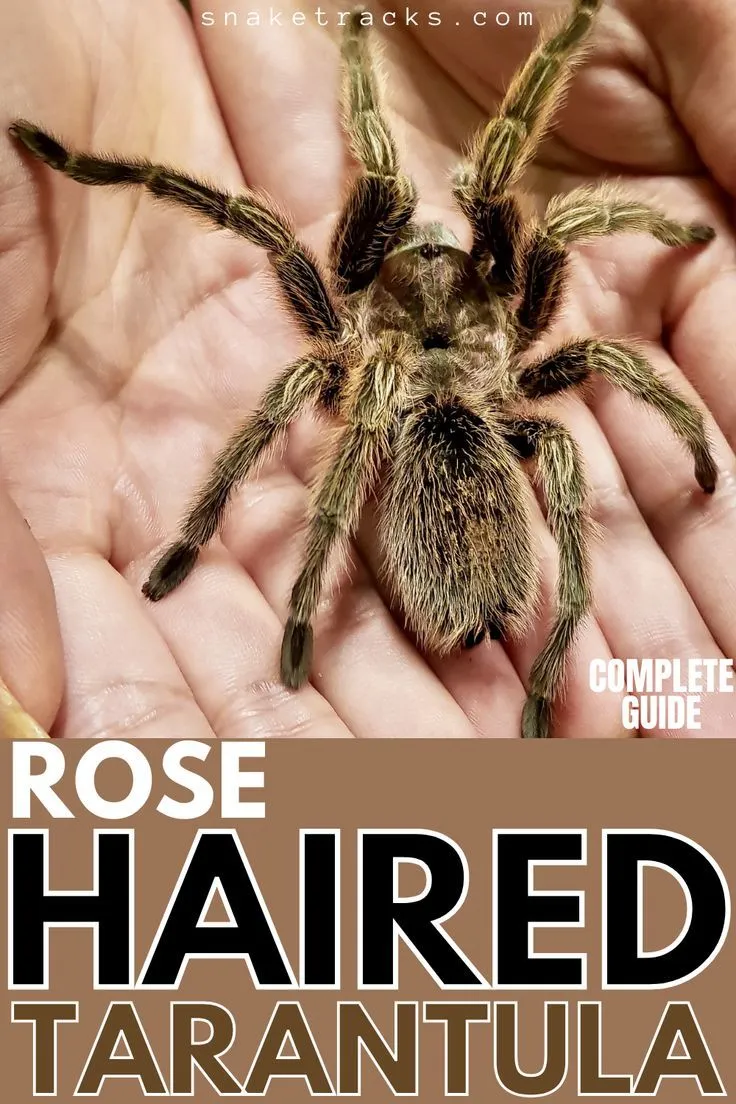 /img/24197-rose-hair-tarantula-watering.webp
