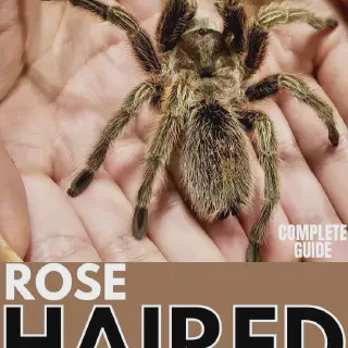 /img/24197-rose-hair-tarantula-watering.webp