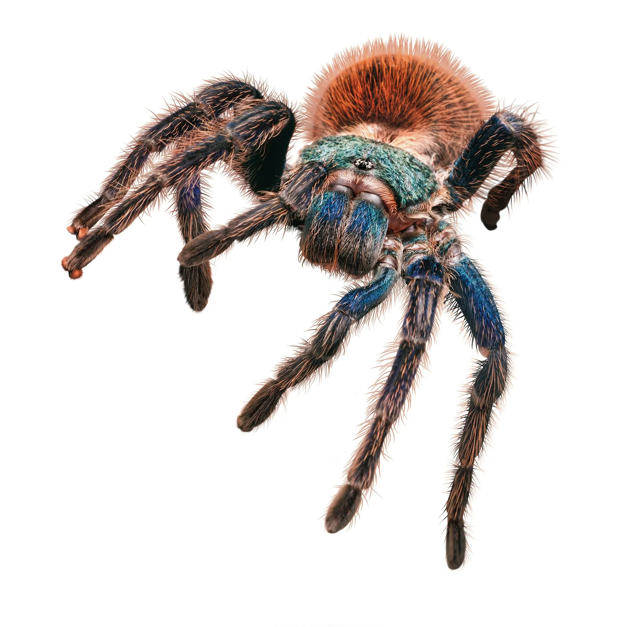 /img/24199-tarantula-health.webp