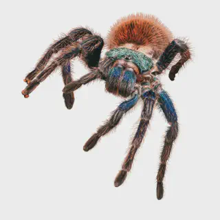 /img/24199-tarantula-health.webp