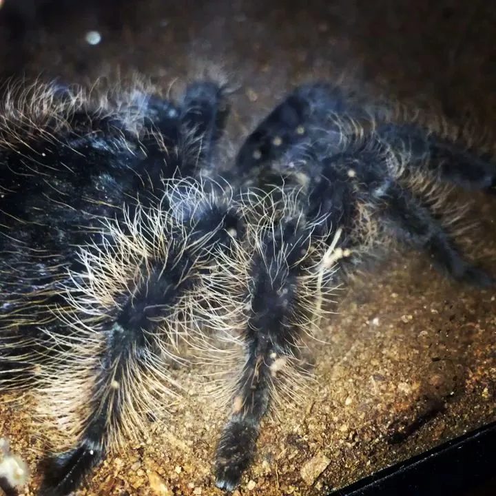 24199 tarantula humidity