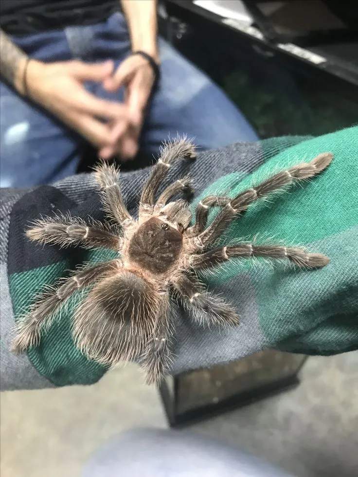 24199 tarantula shipping