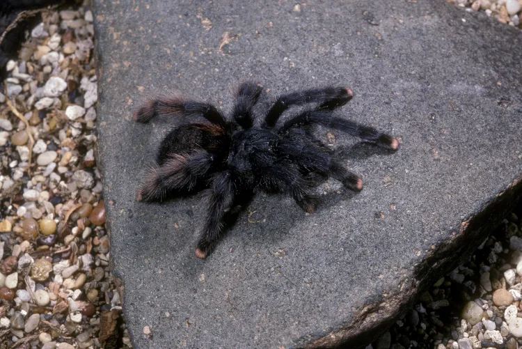 24200 tarantula watering dish