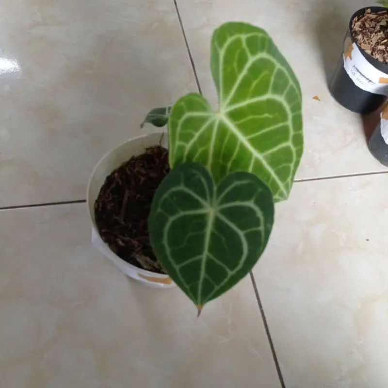 24201 tarantula ukuran
