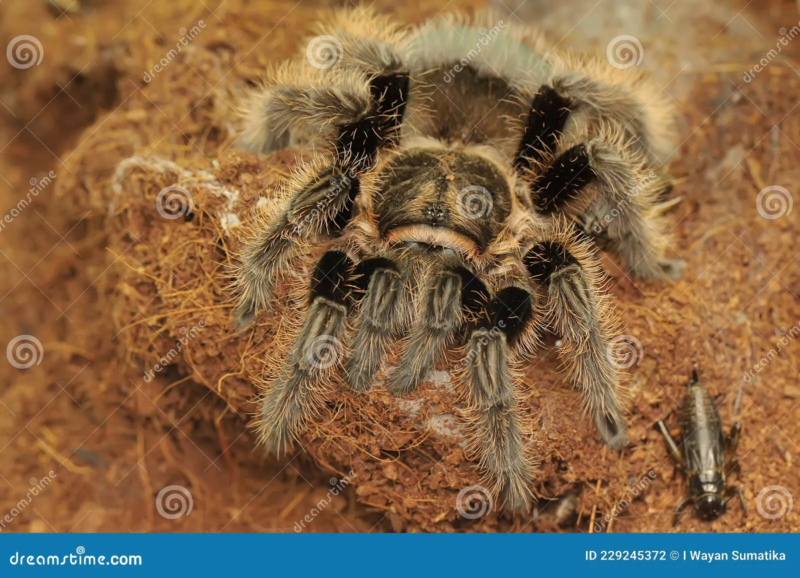 24202 tarantula hawk habitat