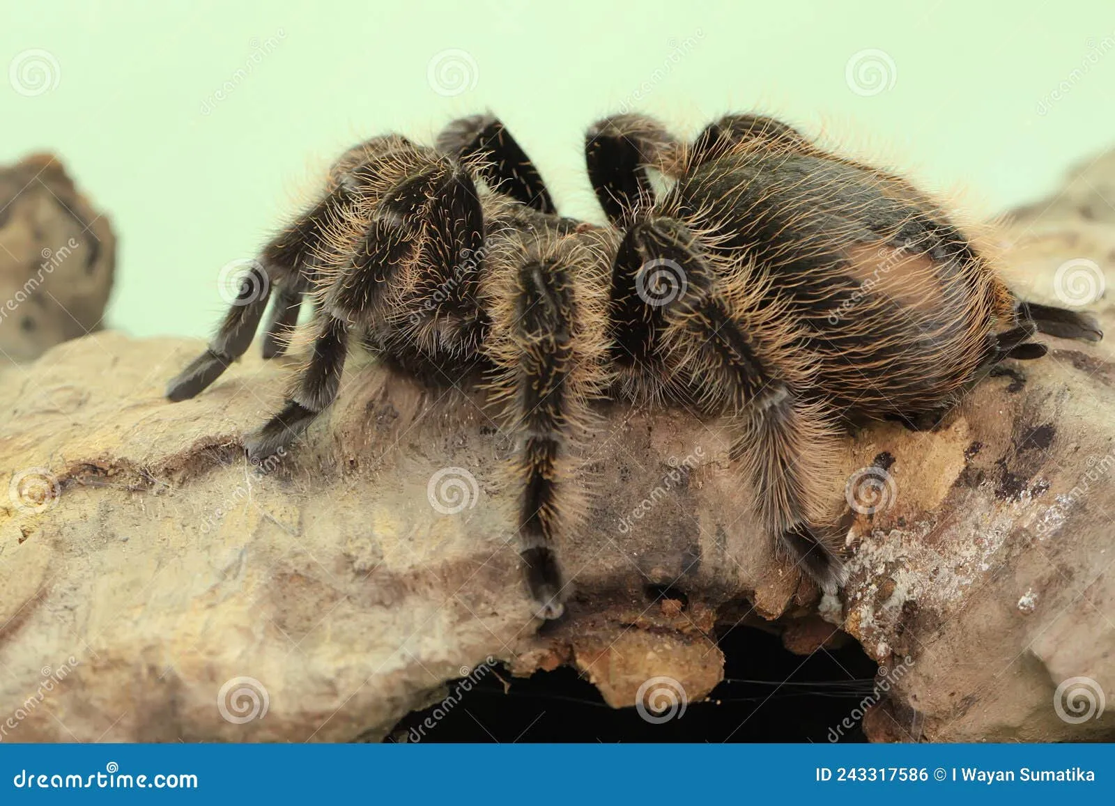 24202 tarantula hawk prey