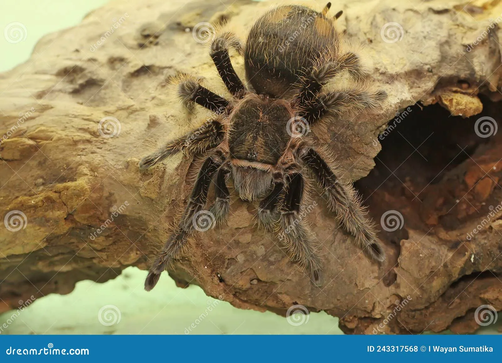 24202 tarantula hawk sting