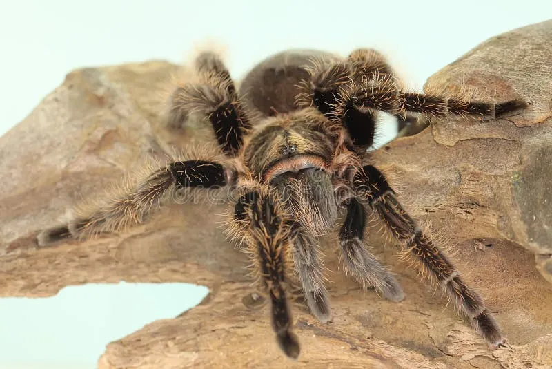 /img/24202-tarantula-hawk-treatment.webp