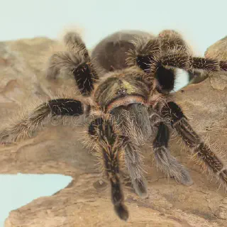 /img/24202-tarantula-hawk-treatment.webp