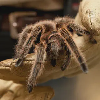 /img/24203-tarantula-fish-growth.webp