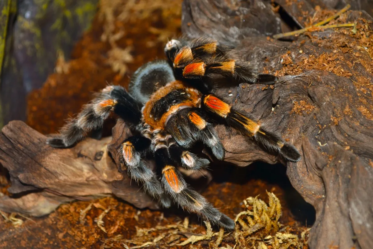 24203 tarantula fish social