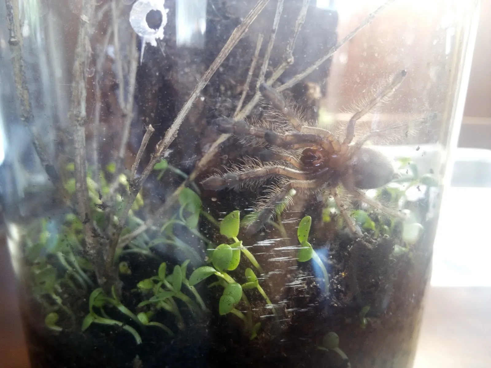 24204 healthy tarantula sling