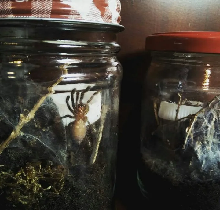 /img/24204-tarantula-sling-challenges.webp