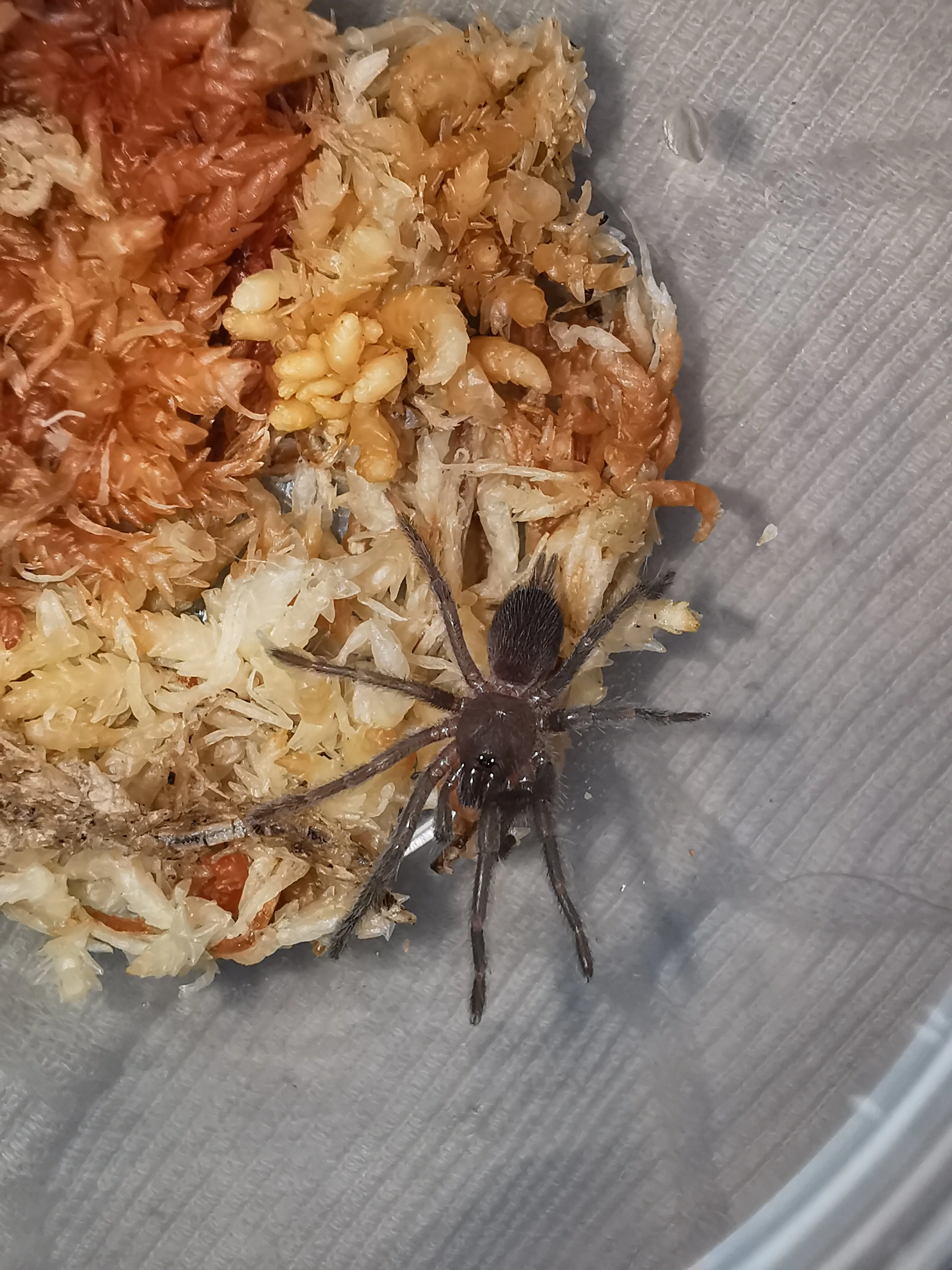 24204 tarantula sling enclosure