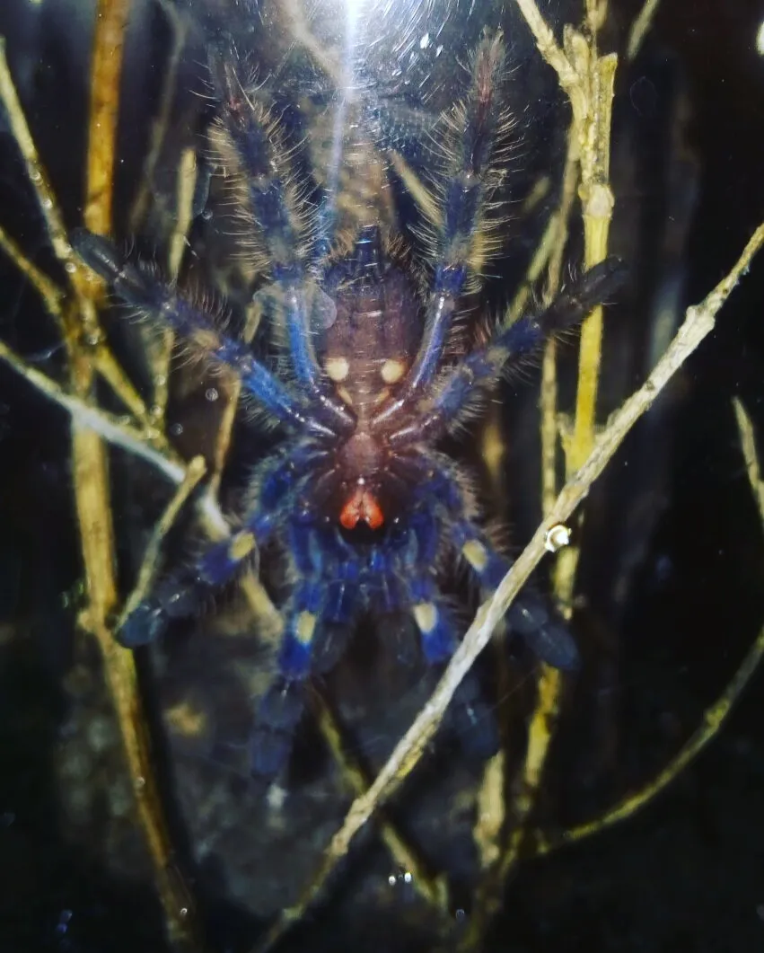 24204 tarantula sling feeding