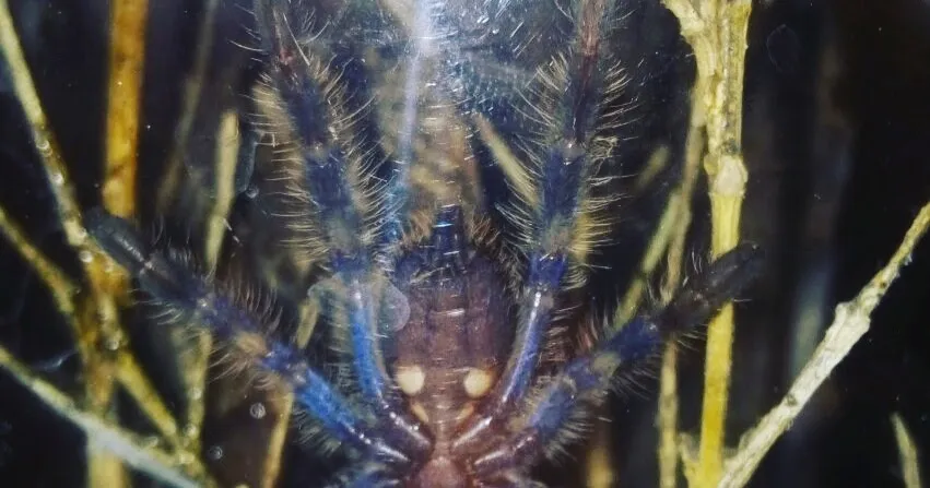 24204 tarantula sling molting
