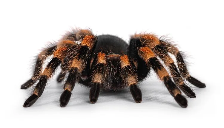 /img/24205-tarantula-enclosure-humidity.webp