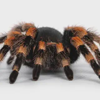/img/24205-tarantula-enclosure-humidity.webp